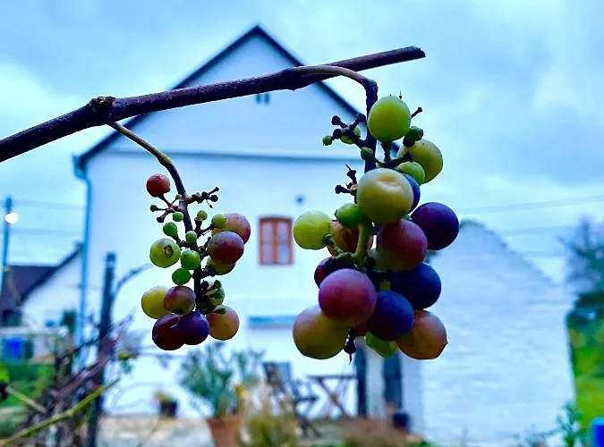 Vb36 Vendeghaz Vilă